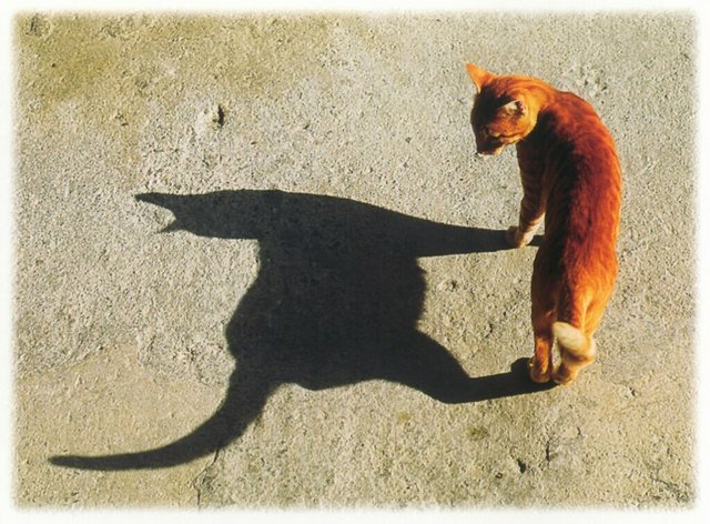 Gatti (366)